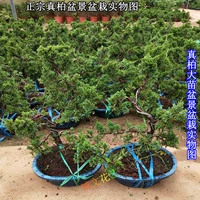 Бутик микро -бонсай подбородок, подбородка кипариса с высоким содержанием сосны Cypress Bonsai bonsai jeju Аутентичный настоящий кипарисовый бонсай