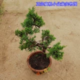 Бутик микро -бонсай подбородок, подбородка кипариса с высоким содержанием сосны Cypress Bonsai bonsai jeju Аутентичный настоящий кипарисовый бонсай