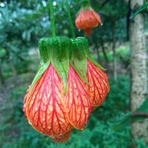 Woody lantern flower seedlings wind chimes Fuso pattern petal hanging bell flower Golden Bell flower potted seedlings upside down Golden Bell flower seedlings