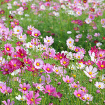 Chrysanthemum seeds Gerbera seeds Wildflowers Combination seeds Four seasons sowing flowering landscape grass flower seeds Easy to live