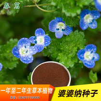 Mother-in-law seeds Vanilla flower seeds Family yard balcony potted flowers and plants sown in all seasons Good breeding easy seed