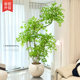 Simulated green plants, fake plants, indoor living room, simulated flower decorations, light luxury, high-end floor-standing TV cabinet decorations, large potted plants