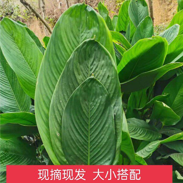 柊子叶广西粽叶新宠?这叶子竟能包出“会呼吸”的粽子!-粽叶-淘宝百科网