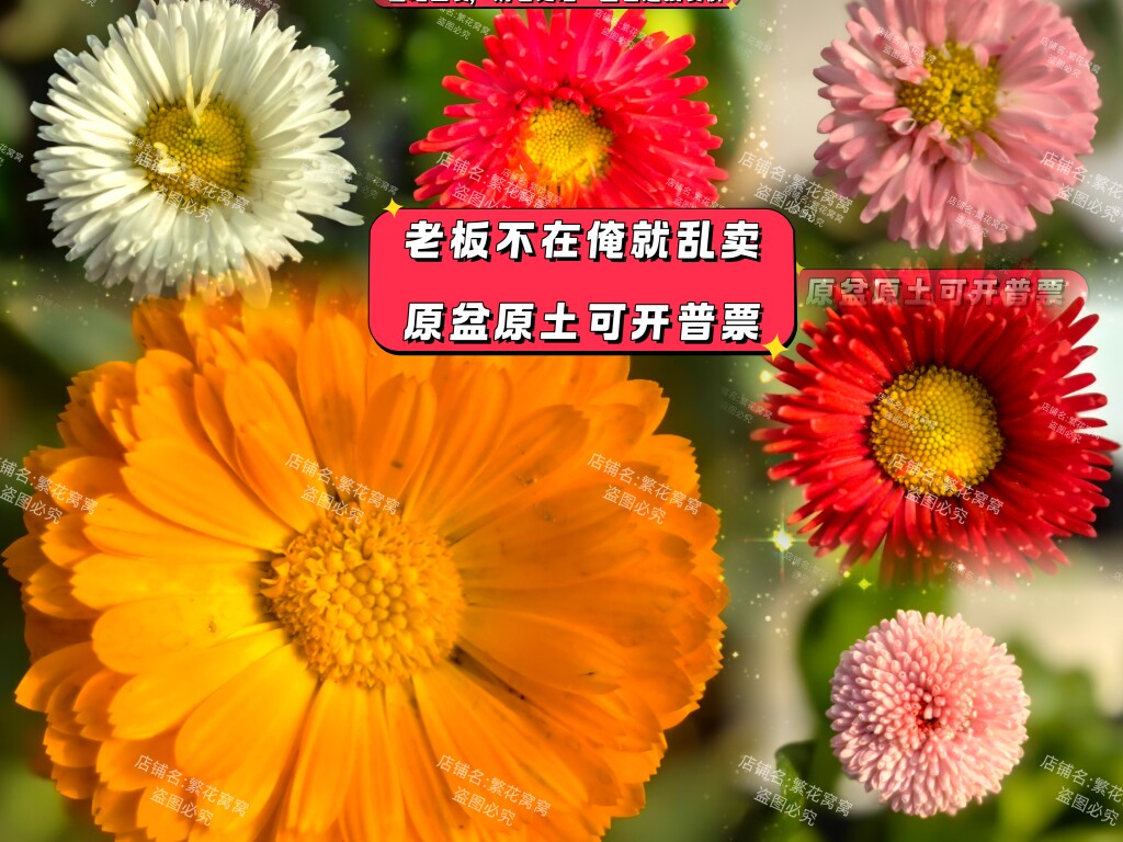 繁花无缺