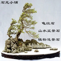 Turtle stone sketch Turtle stone Bonsai strange stone fish tank landscape stone Play hard stone bonsai with stone 22 yuan five pounds