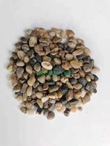 Small Goose Pebble Natural Raw Stone Bean Stone Marsh Filter Fish Tank Build View Ground Warm Back Fill Up Flat Construction Pebble Filter Material