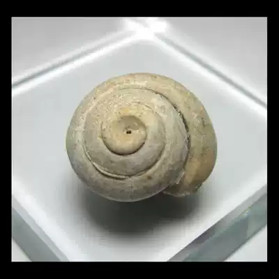 Shellfish conch fossil AF3251B28 * rolls screw fossil (1 8 cm3 2G)