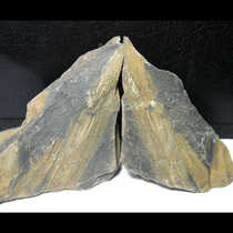 Plant Fossils AF2710DC Huiyu Fossils* Plant Fossils* Folio (7cm59g)