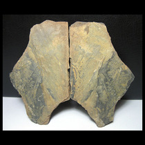 Plant Fossils AF8310MH Huiyu Fossils* Plant Fossils* Folio (self-collected 9 4cm 100g)