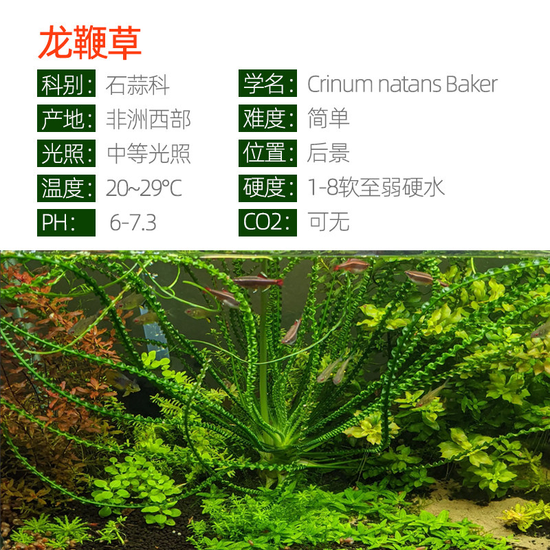 龙鞭水草:打造梦幻鱼缸的高端主景草,新手也能轻松养活!-水草-淘宝好物网