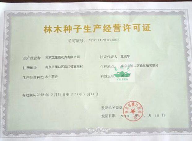 水生花卉南京艺莲苑 大型荷花种子 莲花种子易开花标记母本