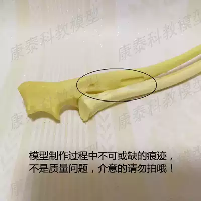 厂家直销犬骨骼模型手术练习假骨狗狗骨架标本仿真骨头散骨宠物