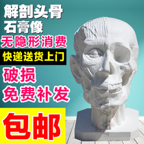 Anatomical skull plaster like skull skull model Fine art drawing sketches sketches of still-life figurines Sculpture Plaster Pendulum