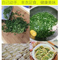 Farm leek seedling Leek root garden self-planting gift Living room Vegetable seedling bonsai planting nine dishes easy to live balcony