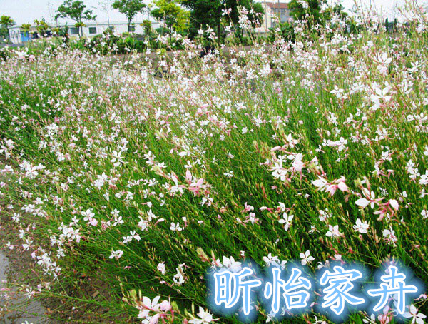 千鳥花花苗花多繁茂新型觀葉觀花植物庭院樓頂工程綠化植物 千鳥花花苗花多繁茂新型觀葉觀花植物庭院樓頂工程綠化植物