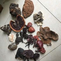 Wild Ganoderma lucidum A variety of wild Ganoderma lucidum wild Ganoderma lucidum free collocation Ganoderma medicinal bacteria compatibility