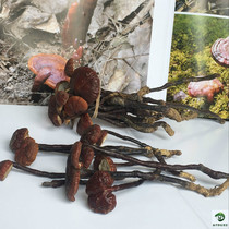 Hainan wild Ganoderma lucidum small red Ganoderma lucidum bean sprouts wild Ganoderma lucidum Longfoot Red Ganoderma lucidum 50g