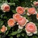 Huihui's garden full-flower upright rose blooms in all seasons, heat-resistant and disease-resistant potted balcony rose seedlings