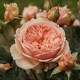 Huihui's garden full-flower upright rose blooms in all seasons, heat-resistant and disease-resistant potted balcony rose seedlings