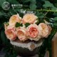 Huihui's garden full-flower upright rose blooms in all seasons, heat-resistant and disease-resistant potted balcony rose seedlings