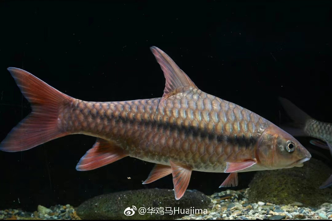 🌊揭秘深海的秘密武器!红吉罗吉罗鱼,你家观赏鱼缸的新宠儿!🐟-鱼-淘宝好物网
