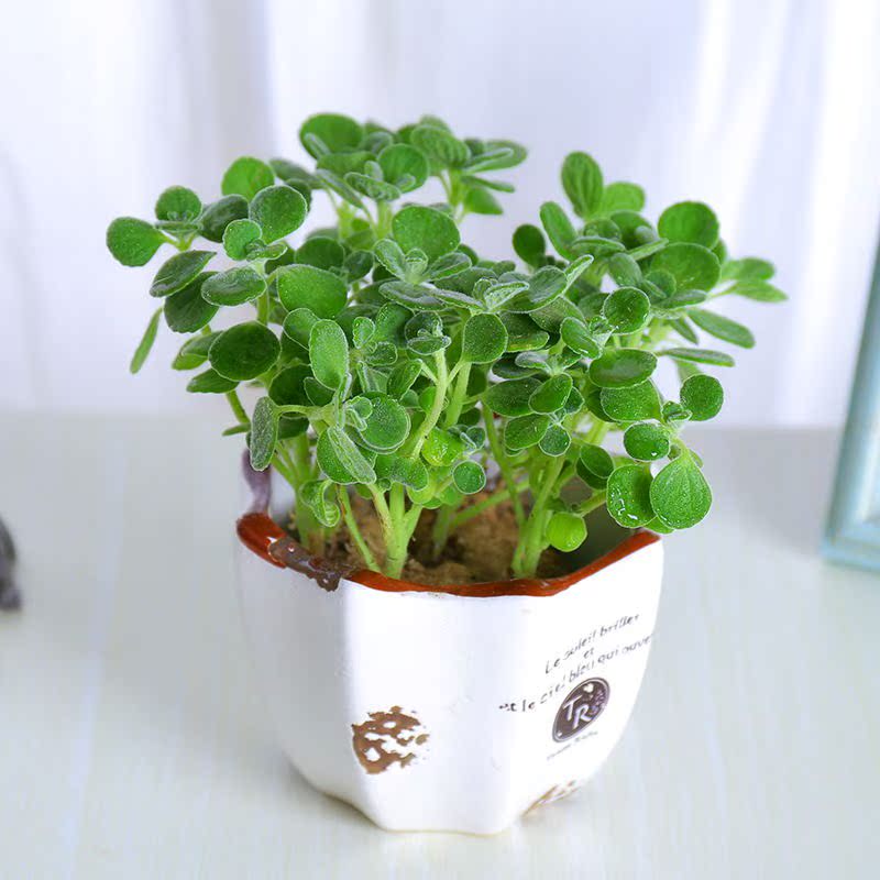 碰碰香盆栽包邮 一抹香 香草多肉植物驱蚊 驱虫净化空气绿植花卉