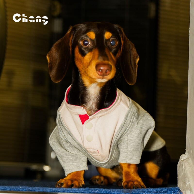 Chang | Tennis Sweatshirt | Tennis Youth | Dachshund Pet Clothes