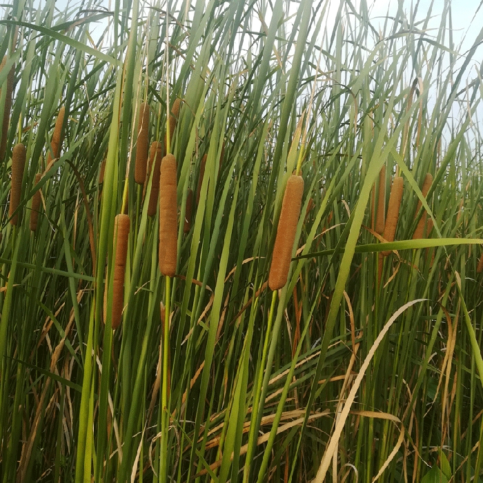 nước Po Po đuôi mèo mền xơ dính nhung cattail nhung gối gối xông thảo dược nến nến chăm sóc tóc cổ tử cung để giúp giấc ngủ - Gối gối chống trào ngược monmon