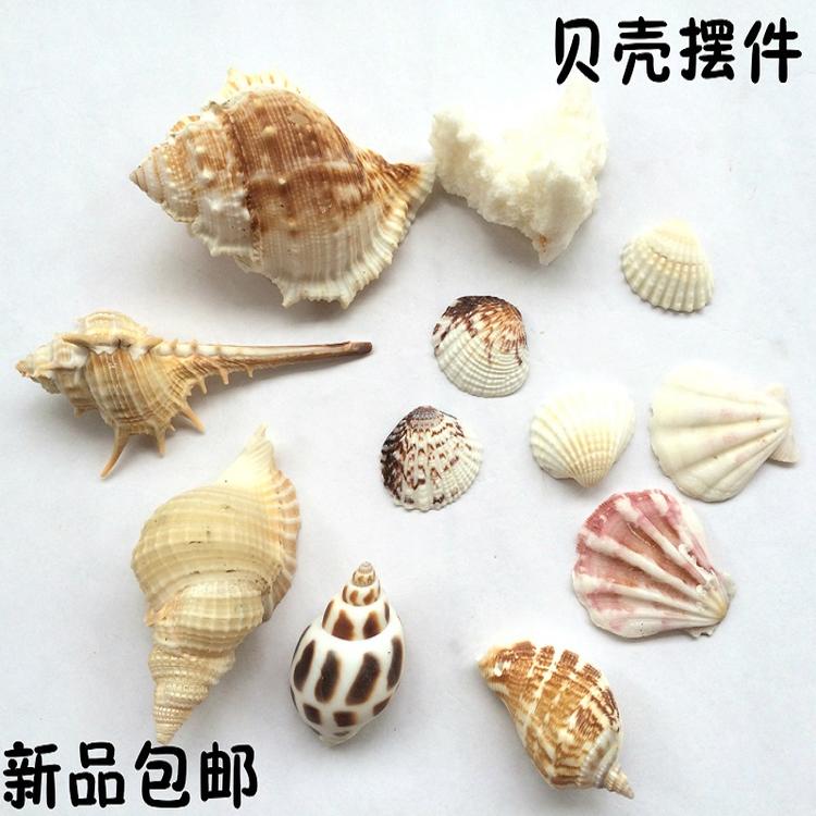 Natural conch shell craft gift decoration aquarium hermit crab roll shell fish tank decoration platform landscaping bottom sand decoration