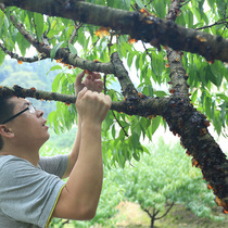 Peach gum natural specialty food tao hua lei 200g may be snow lotus since 1965 zi tremella peach gum zao jiao mi