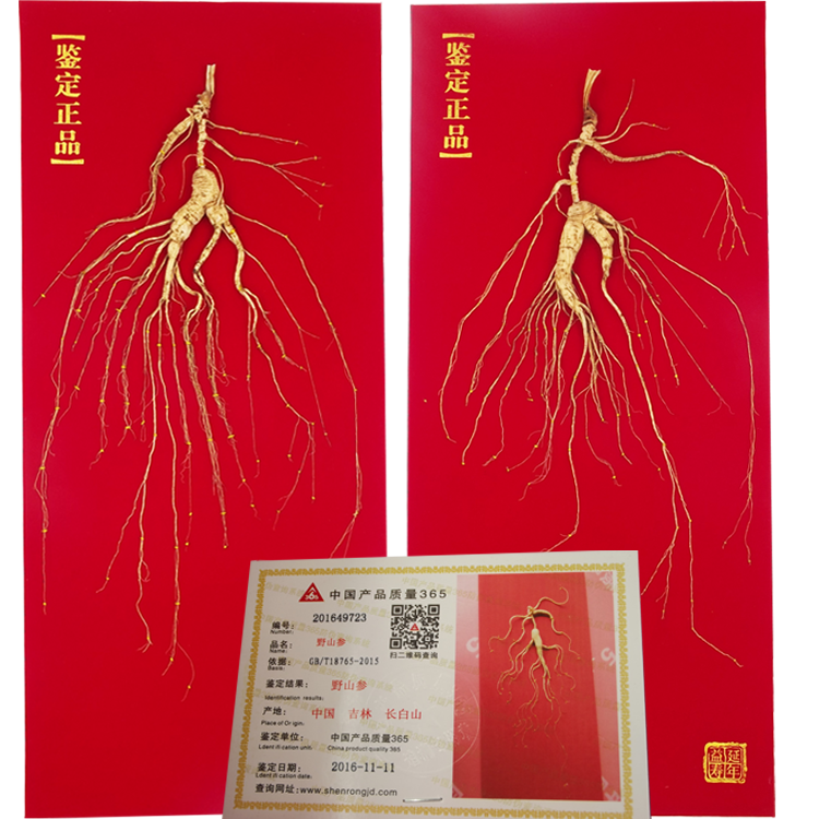 Real more than 20 years of forest ginseng Wild mountain ginseng Northeast specialty Changbai Mountain Ginseng 20 years of wild Mountain Ginseng