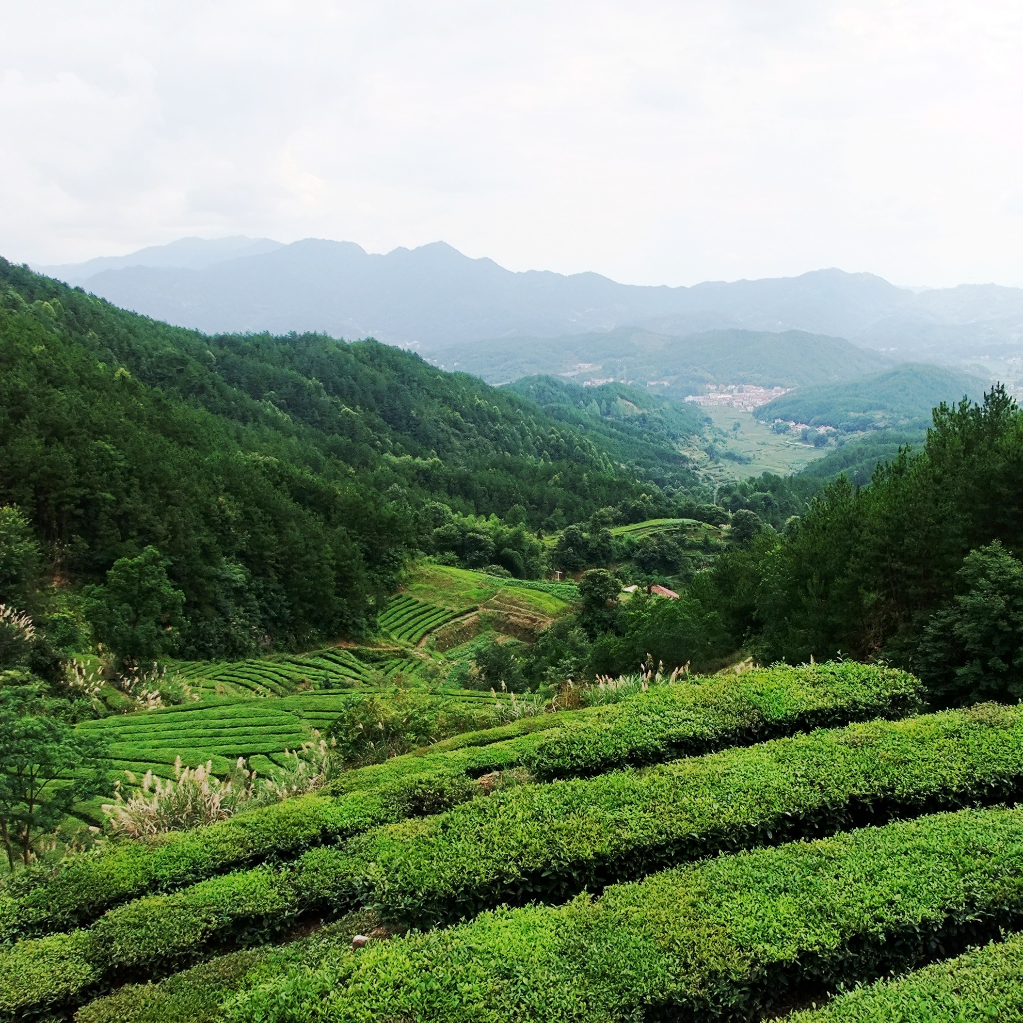 鸿德茶厂