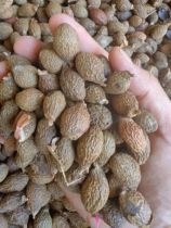 Tongrentang Soaked Sea Fruit Tea Luo Han Guo Bulk Can be Matched with Luo Han Guo Chrysanthemum Licorice and Loquat Leaves