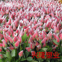 Flowers roses mesh bags makeup brush packaging bags plastic bags lily buds rose flower net bags