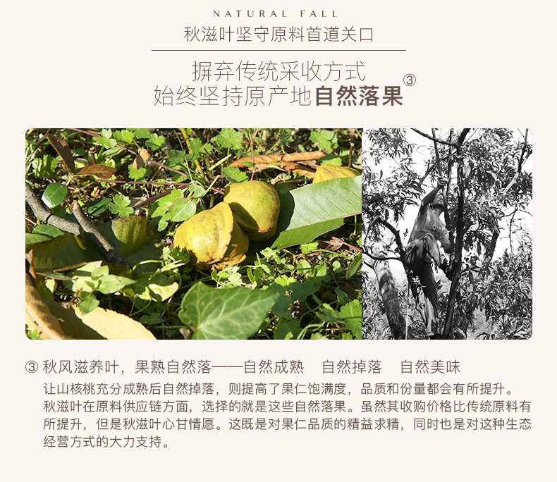 秋滋叶 奶油味 大籽手剥临安小山核桃 5罐净含量540g 图3