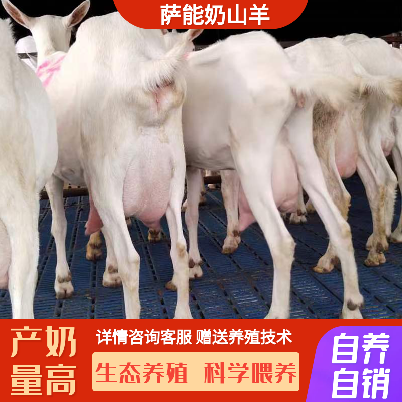 纯种萨能奶山羊，奶量惊人！养羊新手必看选购指南🐑--淘宝好物网