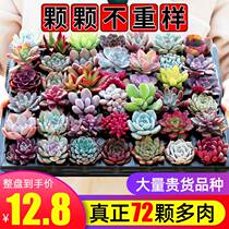 Succulent plant with pot and soil combination potted packae