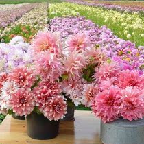 Spot Chengdu hair dahlia medium flower small flower variety 2