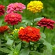 Zinnia flower seeds are easy to grow indoors and balconies in all seasons. Flower seeds are easy to grow in all seasons and bloom outdoors in all seasons.