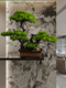 Artificial Welcoming Pine Tree Ornament, Landscaping Rockery, Bonsai, Office, Living Room, Entrance, Home Decoration, Soft Decoration, New Chinese Style