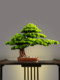 New Chinese-Style Artificial Welcoming Pine Bonsai Ornaments for Entrance, Living Room, Office, Hotel, Green Plant Landscape Decoration