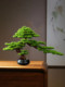Welcome Pine Bonsai with Zen-Inspired New Chinese-Style Artificial Green Plants, Potted Plants, Dry Landscape, Entryway and Living Room Decorations