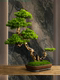 Simulated Welcoming Pine Bonsai Plant Office Entrance Living Room Green Plant Potted Decoration Home Decoration Opening Gift