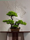 Simulated Welcoming Pine Bonsai Plant Office Entrance Living Room Green Plant Potted Decoration Home Decoration Opening Gift