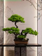 Artificial Welcoming Pine Tree Ornament, Landscaping Rockery, Bonsai, Office, Living Room, Entrance, Home Decoration, Soft Decoration, New Chinese Style