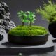 Everlasting Real Moss Plant, New Chinese-Style Bonsai Moss Micro-Landscape, Desktop Tea Room Model Room Decoration, Floral Art Potted Plant