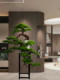 Living Room Solid Wood Artificial Welcoming Pine, Living Room Green Plant Black Pine Bonsai, Chinese Restaurant Five-Needle Pine Plant, Arborvitae Ornament