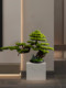 Simulated Welcoming Pine Bonsai Green Plant Landscaping Living Room Decoration Simulated Tree New Chinoiserie Entrance Thuja Podocarpus Ornaments
