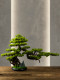 Simulated Welcoming Pine Bonsai Green Plant Landscaping Living Room Decoration Simulated Tree New Chinoiserie Entrance Thuja Podocarpus Ornaments