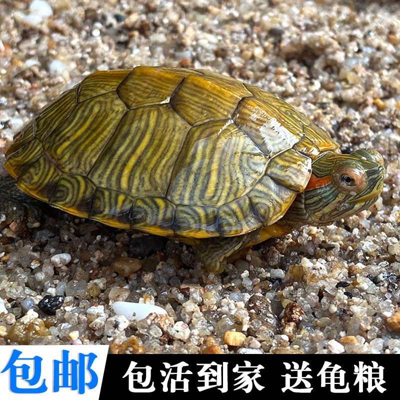 Little Tortoise Living Brazilian Tortoise Living Watch Pet Tortoise Outer Pond Gold Brazilian Red-eared Tortoise Domestic Large Brazilian Tortoise